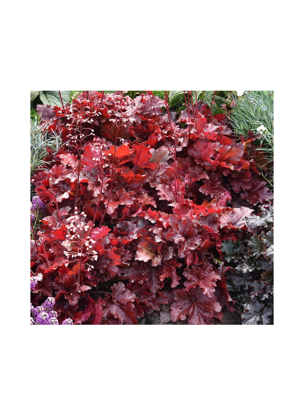 Żurawka - Heuchera 'Forever Red'