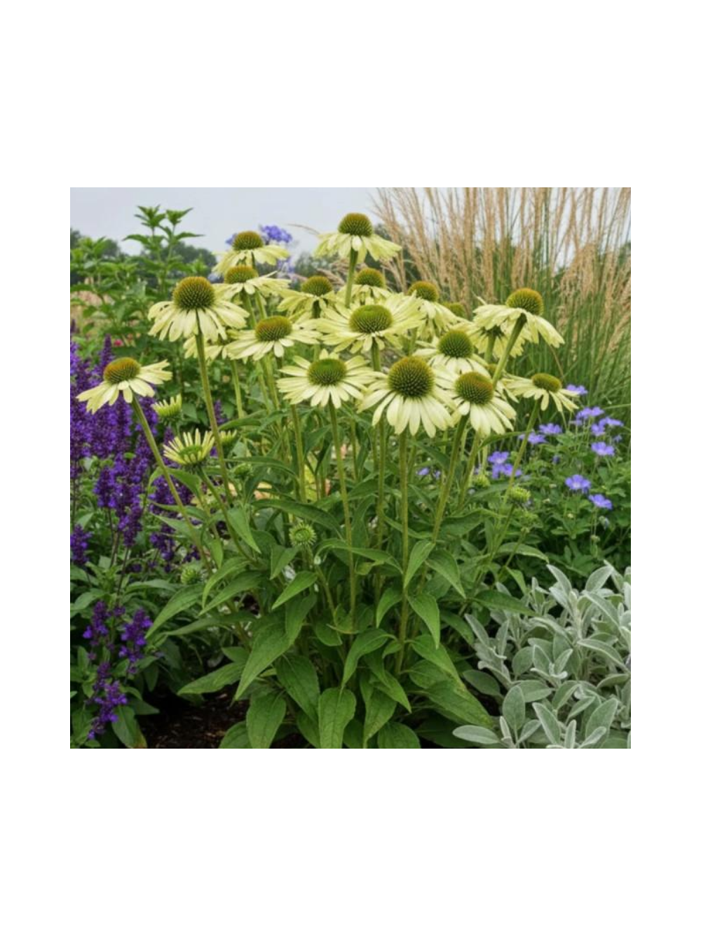 Jeżówka purpurowa - Echinacea purpurea 'Green Jewel'