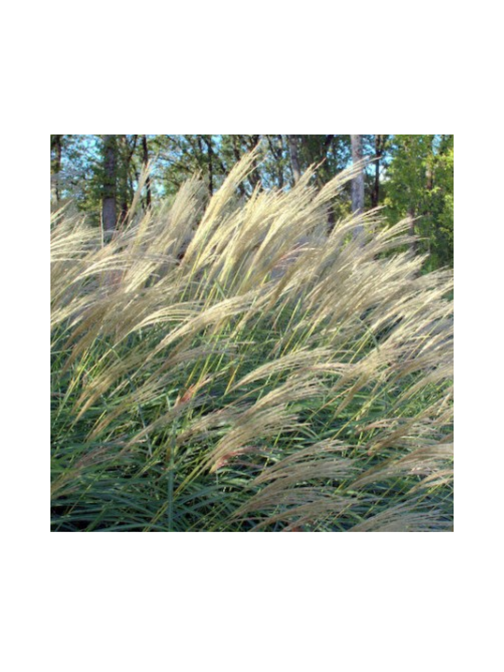 Miskant chiński- Miscanthus sinensis 'Herman Mussel'