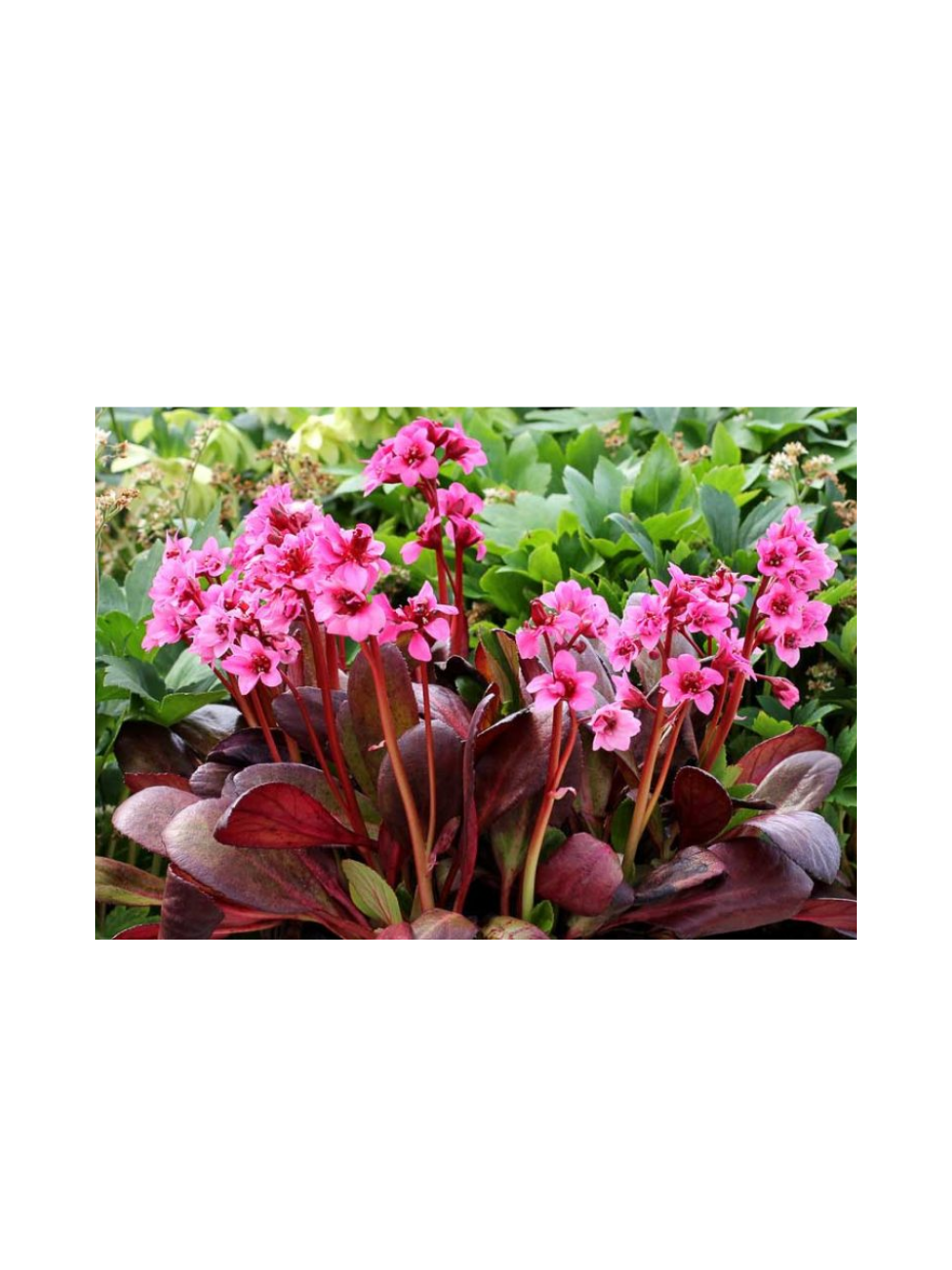 Bergenia x hybrida 'Flirt'