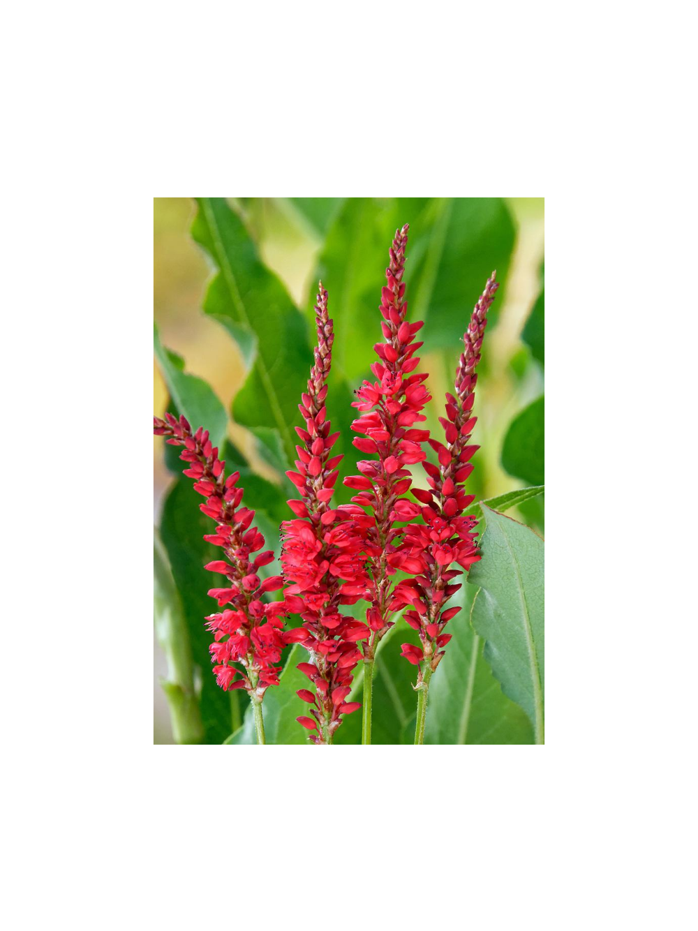 Rdest himalajski - Persicaria amplexicaulis 'Ample Vibrant Red'