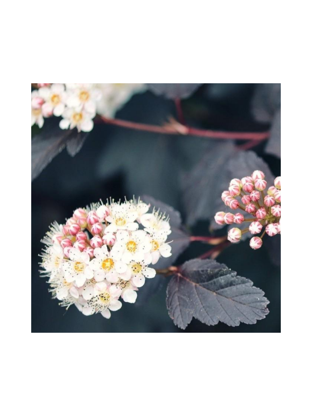 Pęcherznica kalinolistna - Physocarpus opulifolius 'Diable D'or'