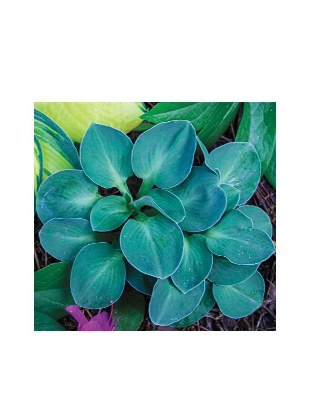 Funkia - Hosta 'Blue Mouse Ears'
