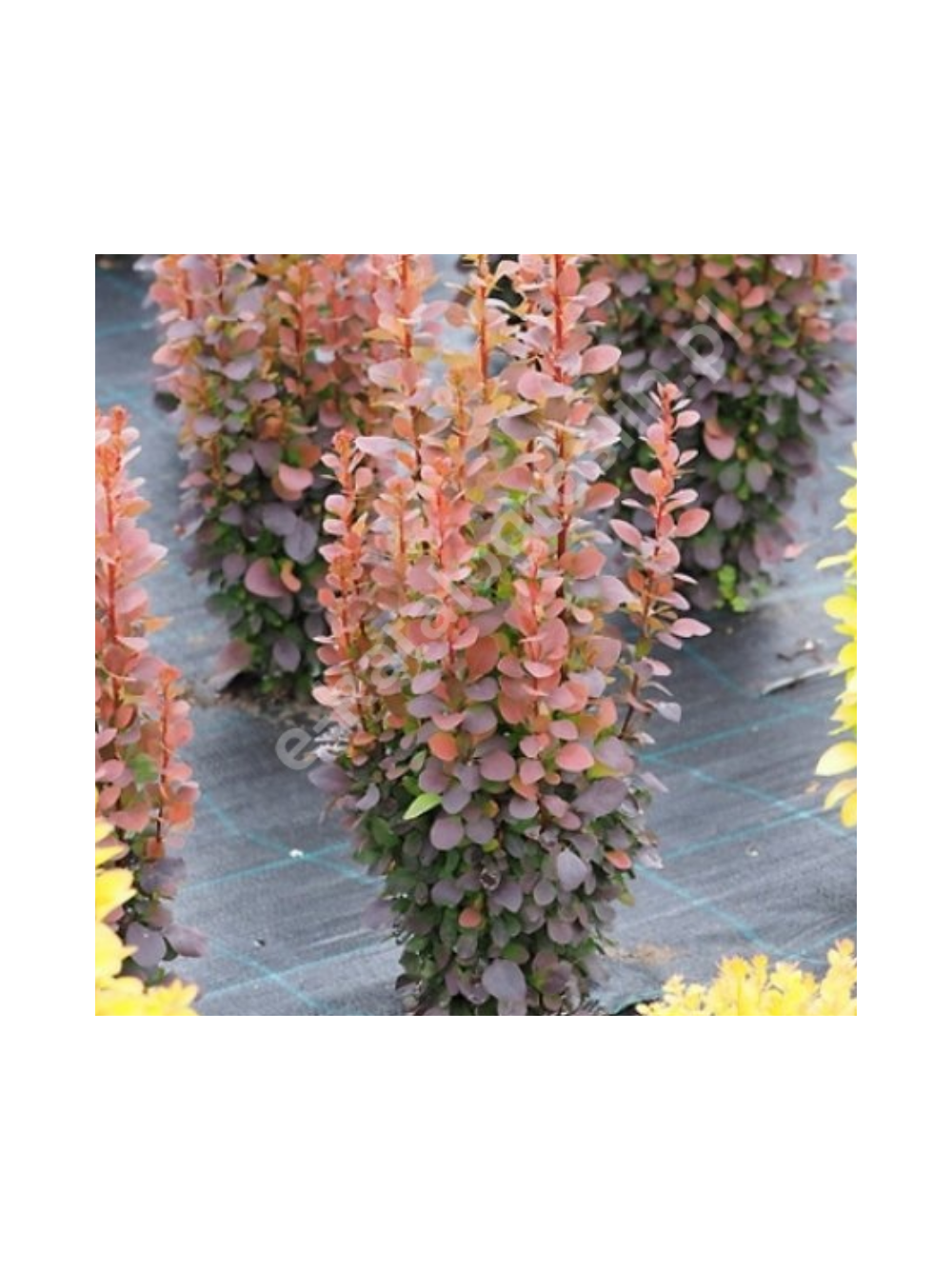 Berberys Thunberga - Berberis thunbergii 'Dariusz'(R)