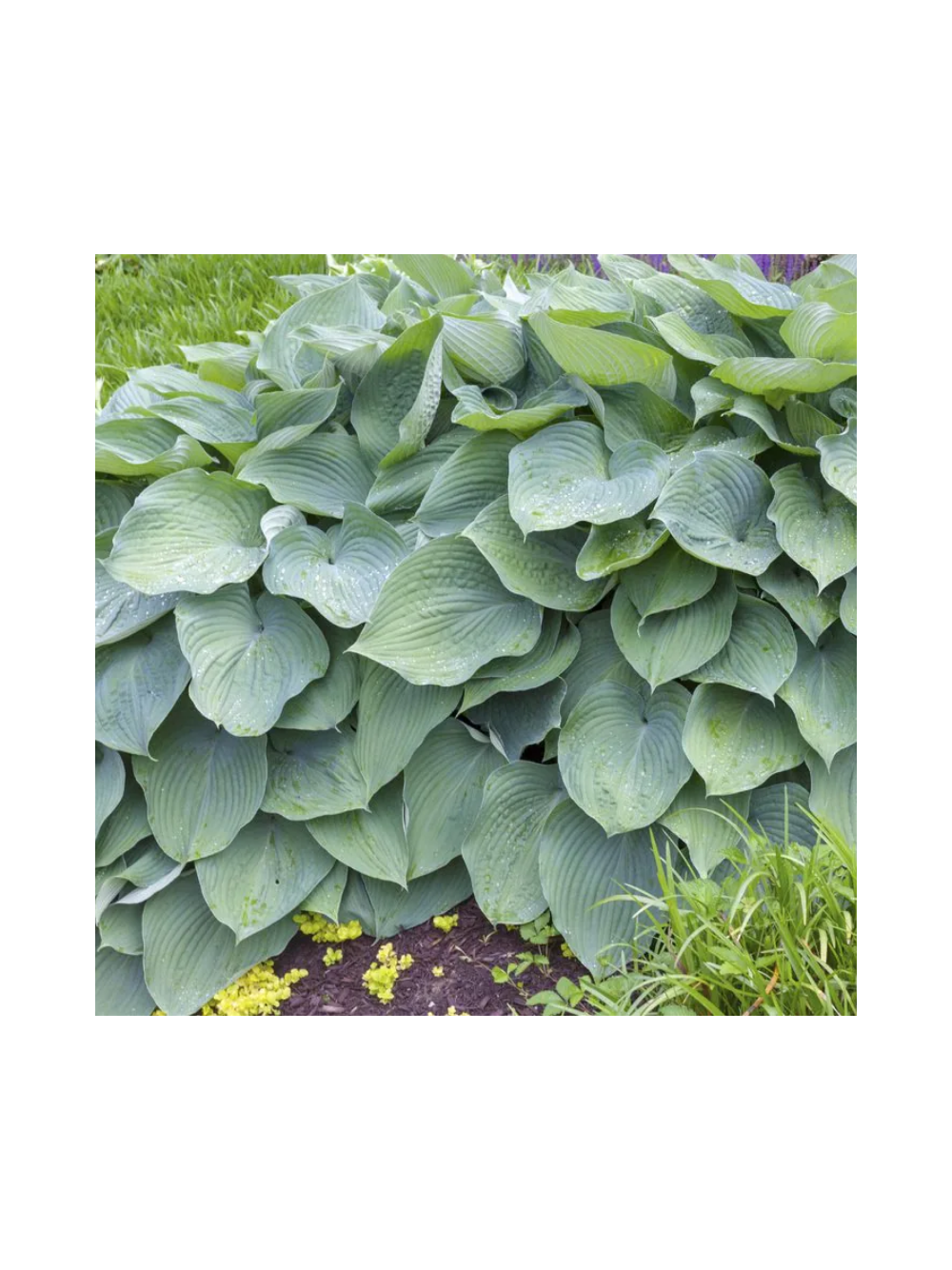Funkia - Hosta 'Big Daddy'