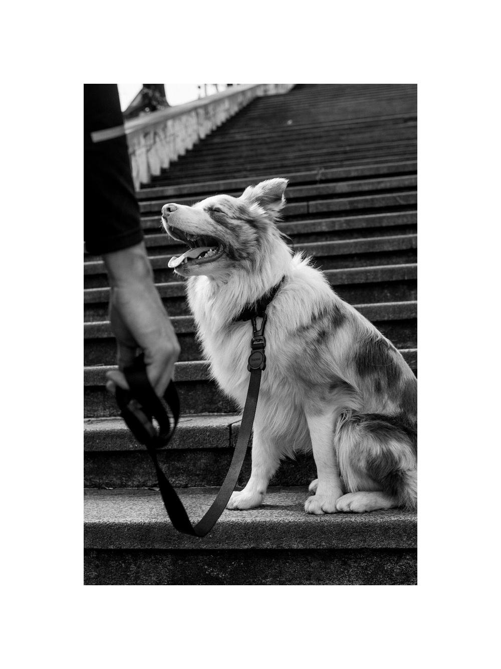 ZEE DOG Smycz dla psa GOTHAM L