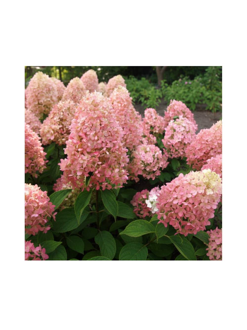 Hortensja bukietowa - Hydrangea paniculata 'Magical Candle'(R)