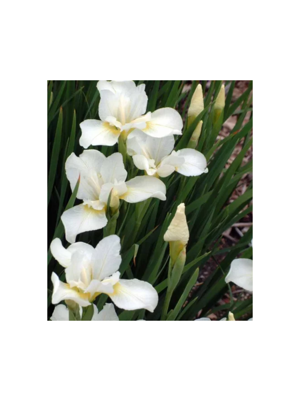 Kosaciec syberyjski - Iris sibirica 'Weiss'