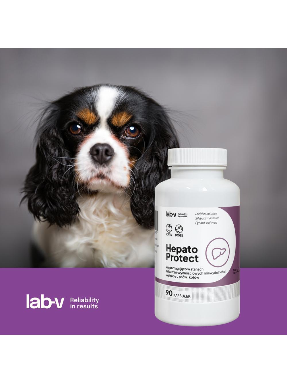 Lab-v Hepato Protect – Wspomaganie funkcji wątroby dla psów i kotów 90 kapsułek