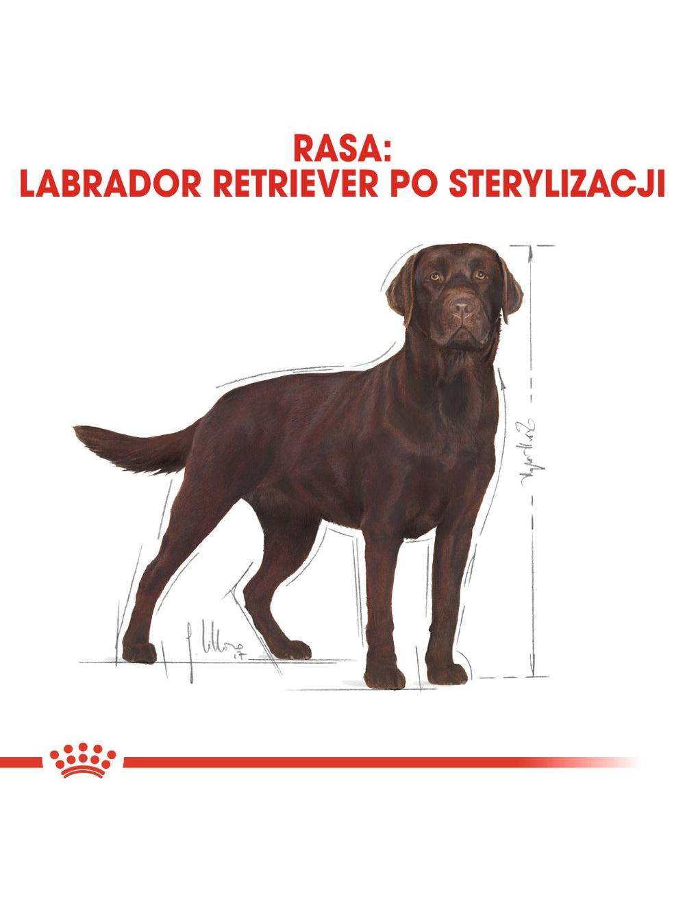 ROYAL CANIN Labrador Retriever Sterilised Adult 12kg karma sucha dla psów dorosłych, rasy labrador retriever, sterylizowanych