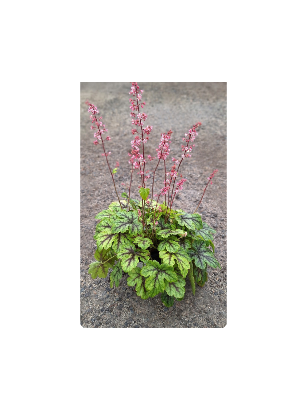 Żuraweczka - Heucherella 'Tapestry'