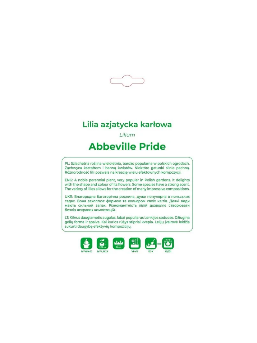 Lilia Abbeville Pride pomarańczowa 1 szt.