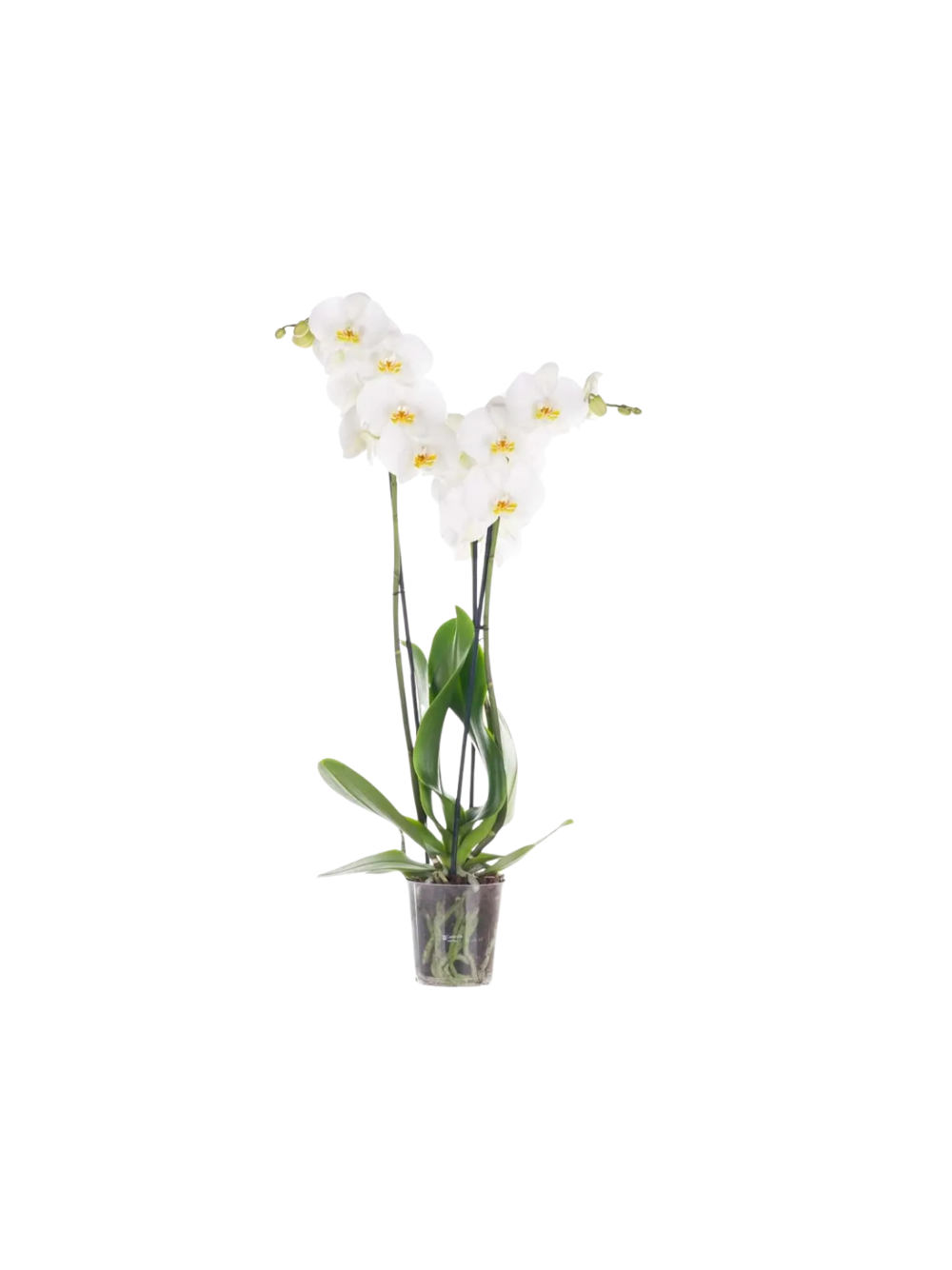 Storczyk Extra (Phalaenopsis) 2 pędy biały d12