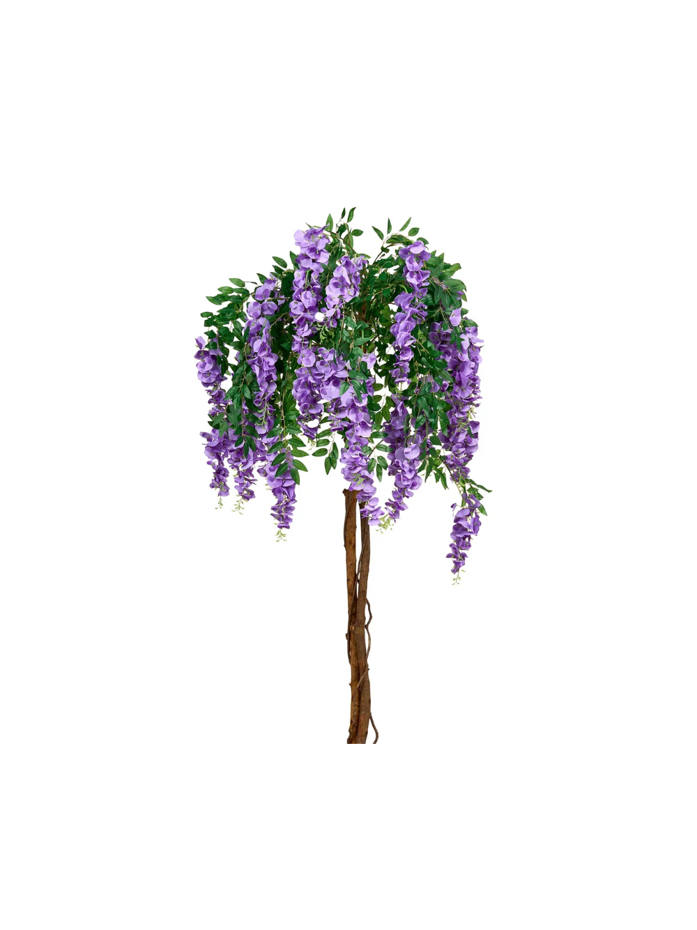 Glicynia chińska - Wisteria sinensis