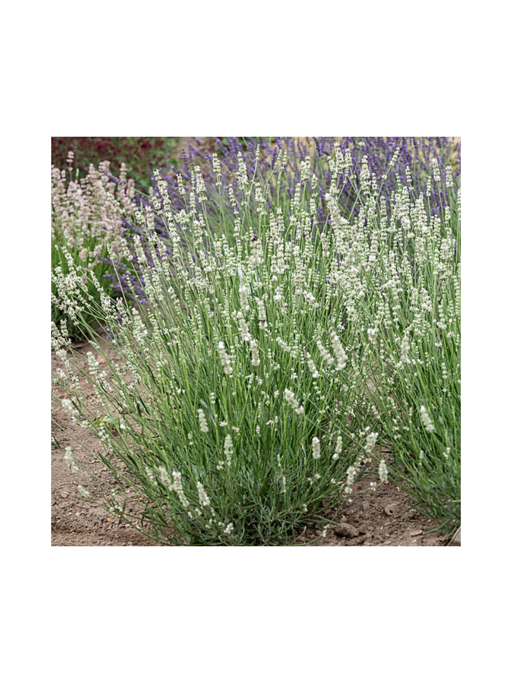 Lawenda pośrednia -  Lavandula x intermedia 'Exceptional'