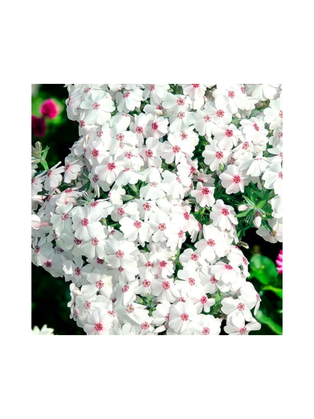 Floks szydlasty - Phlox subulata 'Amazing Grace'