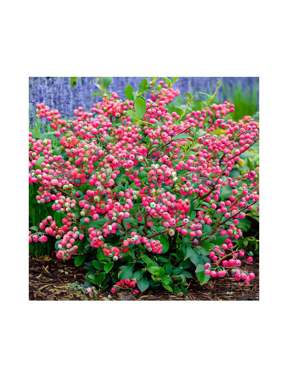 Borówka amerykańska - Vaccinium corymbosum 'Pink Lemonade'