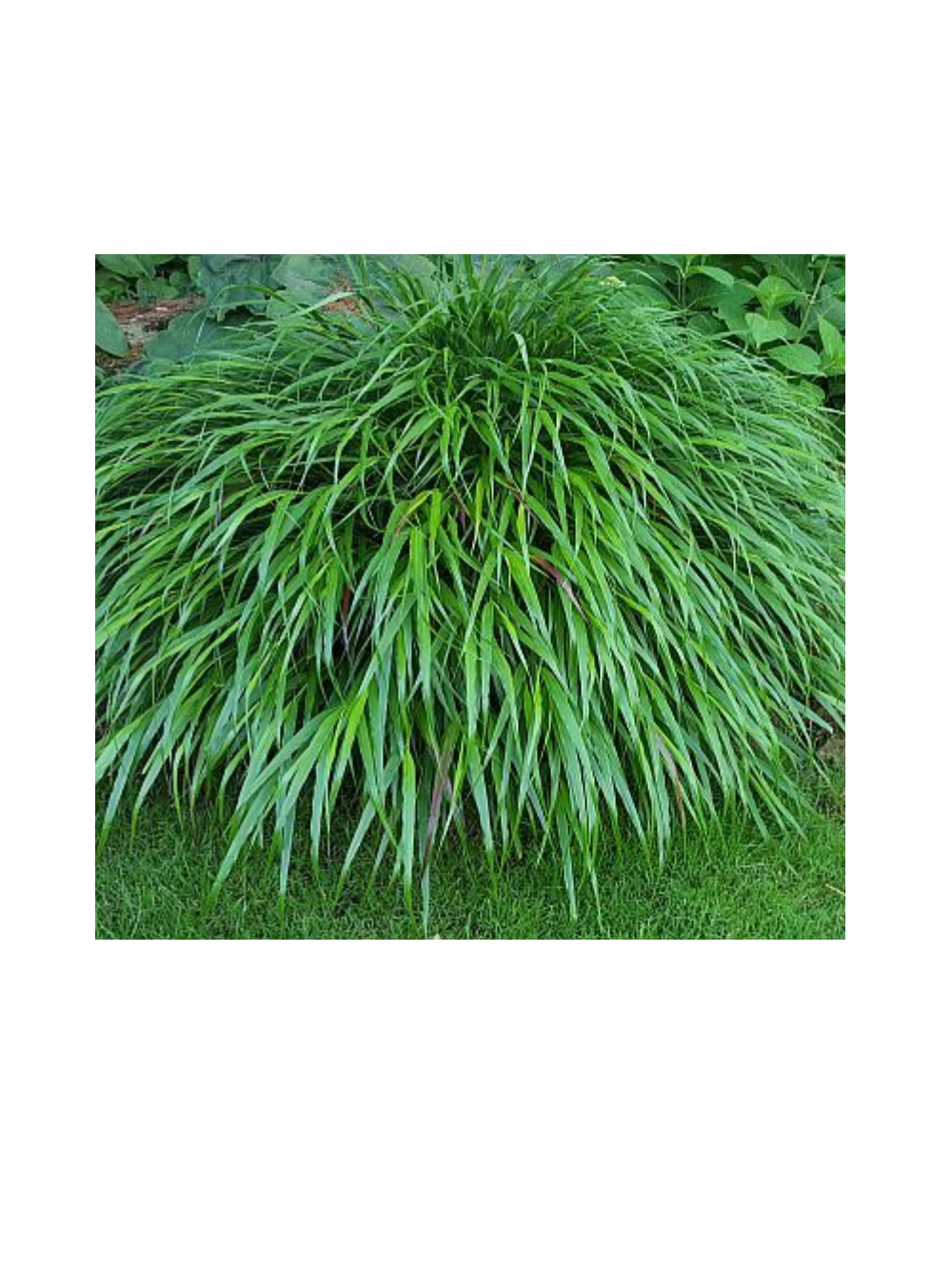 Hakonechloa smukła - Hakonechloa macra 'Greenhills'