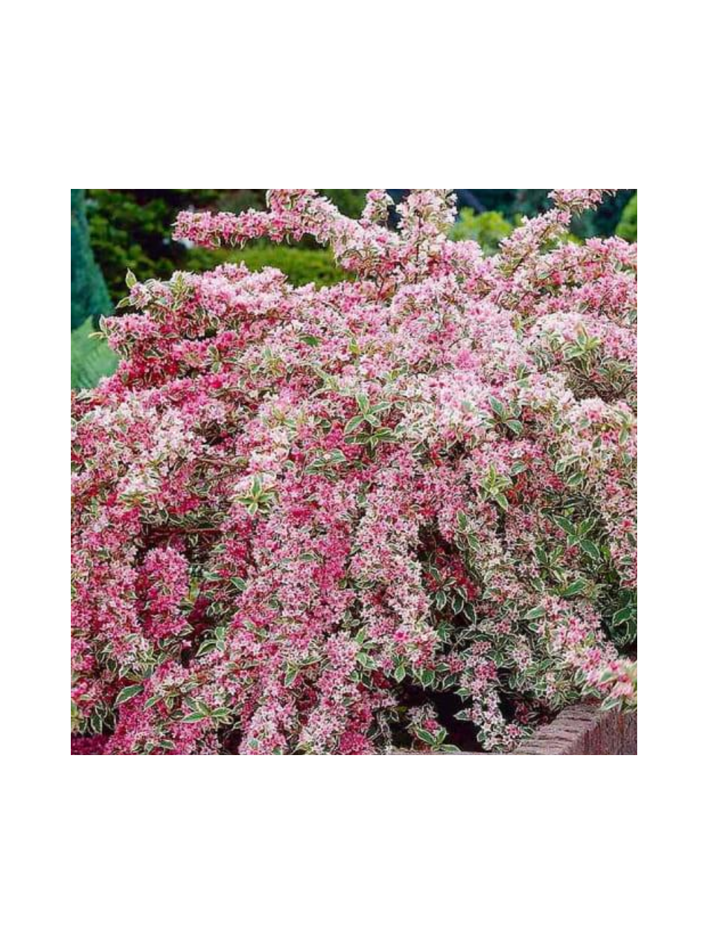 Krzewuszka cudowna - Weigela florida 'Nana Variegata'