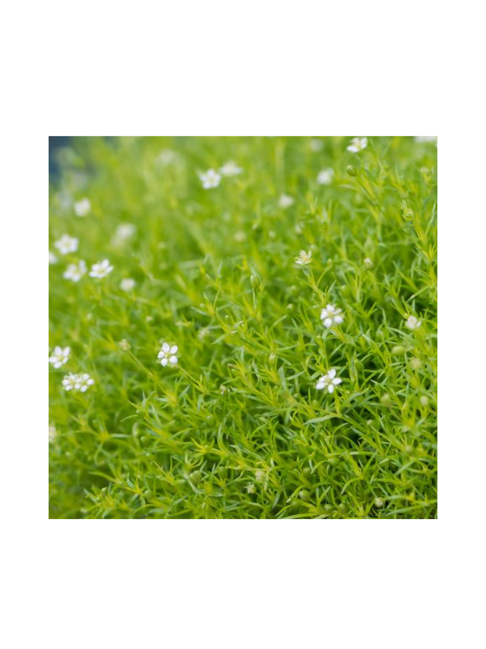 Karmnik ościsty - Sagina subulata 'Aurea'