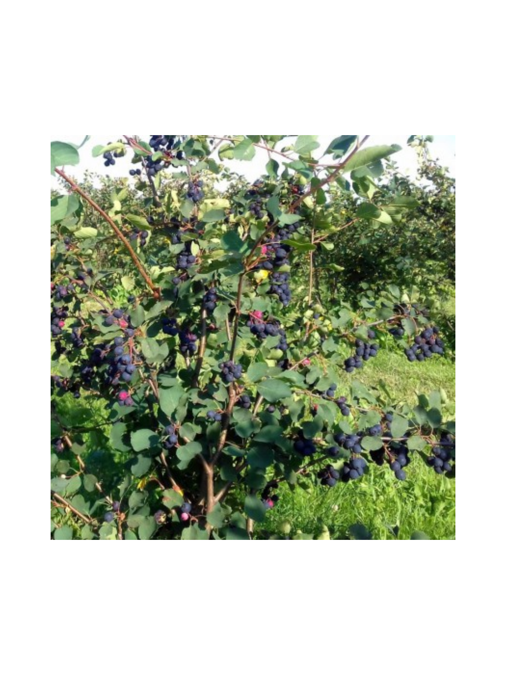 Świdośliwa olcholistna - Amelanchier alnifolia 'Smoky'