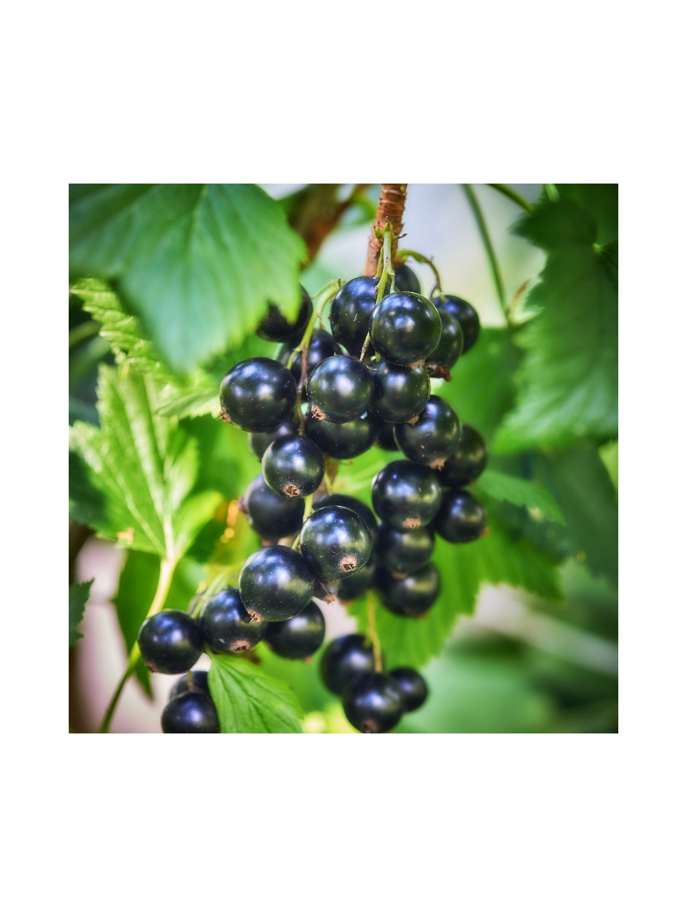 Porzeczka czarna - Ribes nigrum 'Triton'