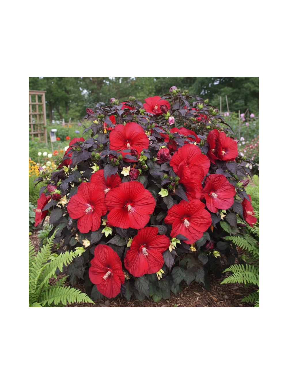 Hibiskus bylinowy ‘Summerific® Holy Grail'