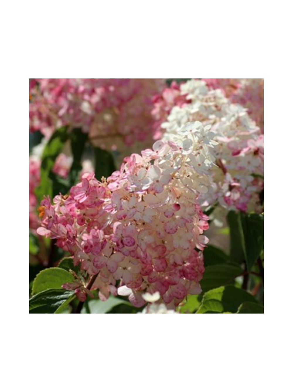 Hortensja bukietowa - Hydrangea paniculata 'Pinky Winky'(R)