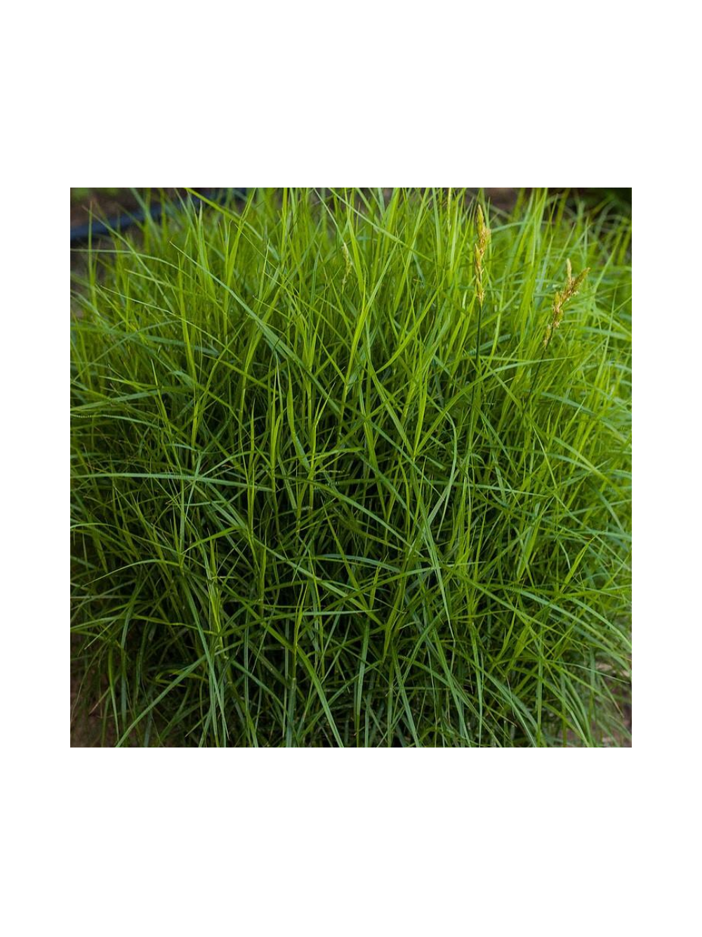 Turzyca palmowa - Carex muskingumensis 'Little Midge'