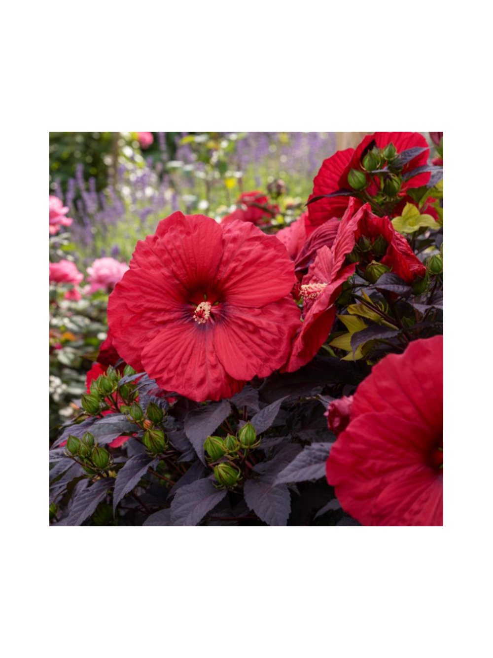 Hibiskus bylinowy ‘Summerific® Holy Grail'