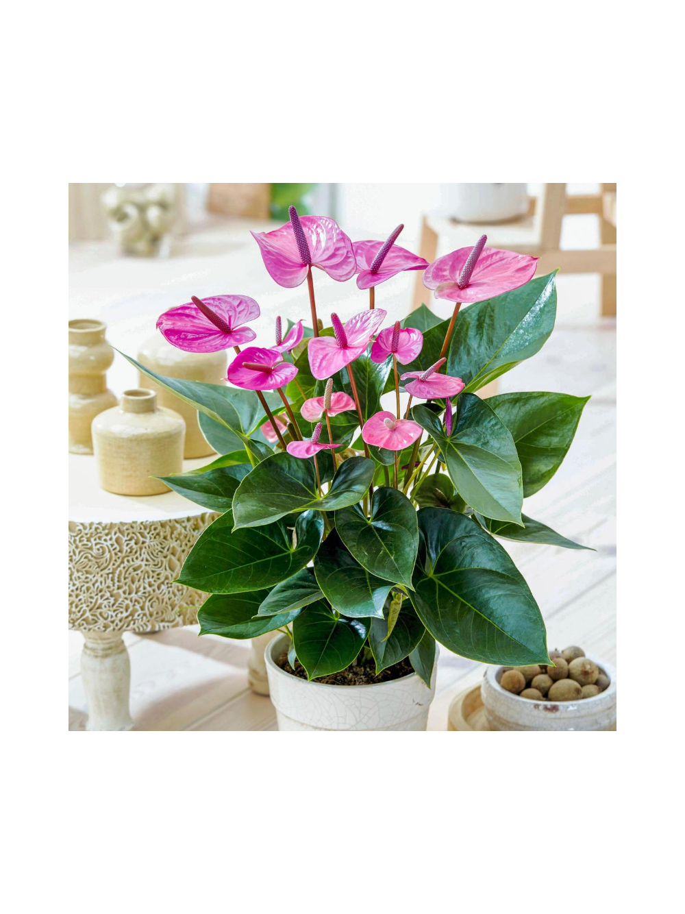 Anthurium różowe d12