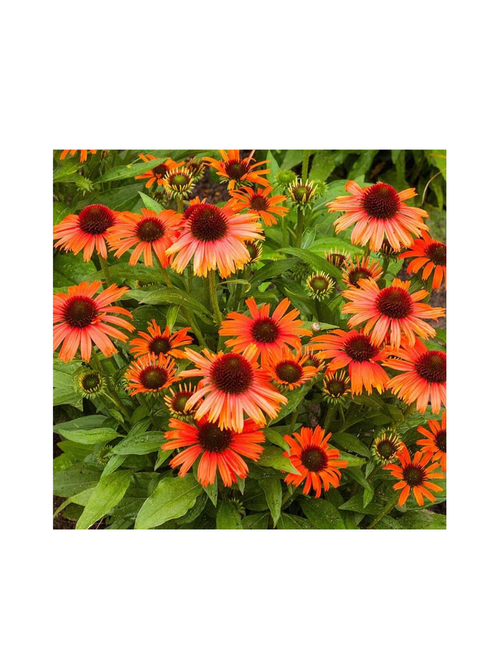 Jeżówka purpurowa - Echinacea purpurea 'Skipper Orange'