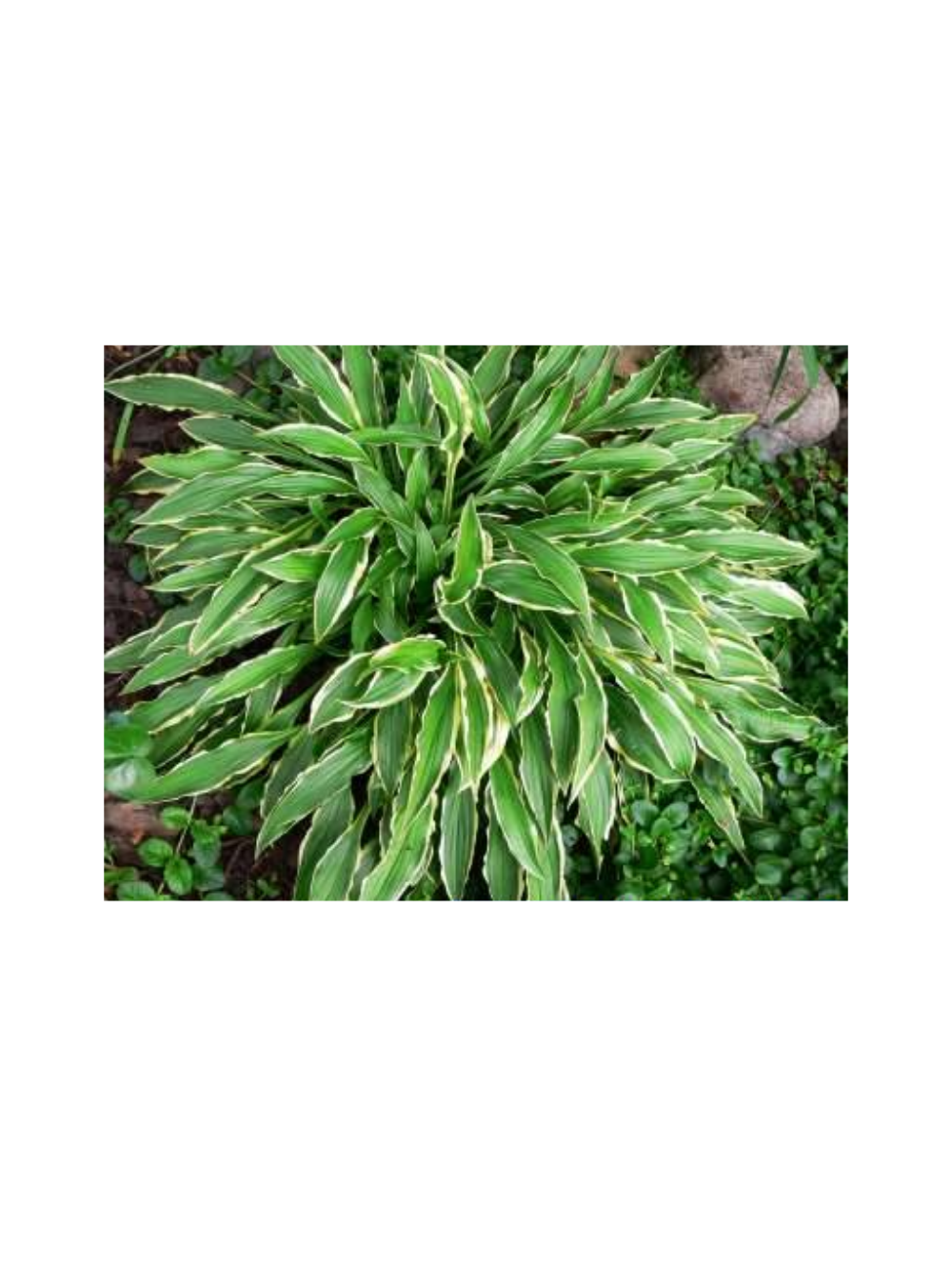 Funkia - Hosta 'Stiletto'