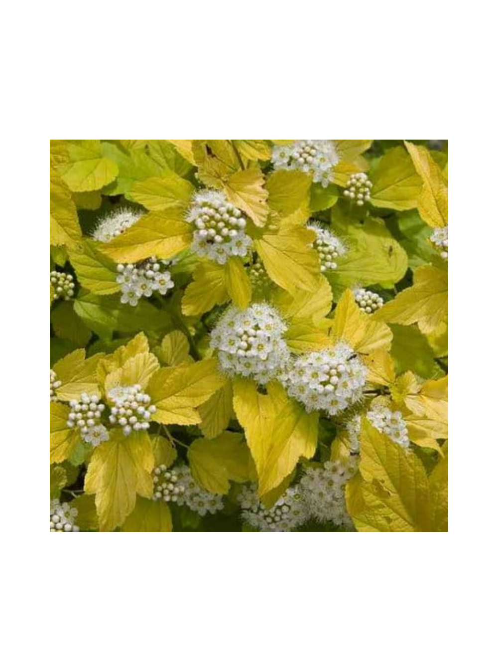 Pęcherznica kalinolistna  - Physocarpus opulifolius 'Dart's Gold'