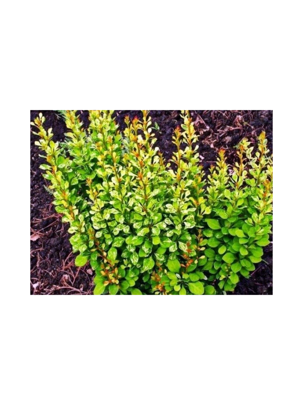 Berberys Thunberga - Berberis thunbergii 'Powwow'