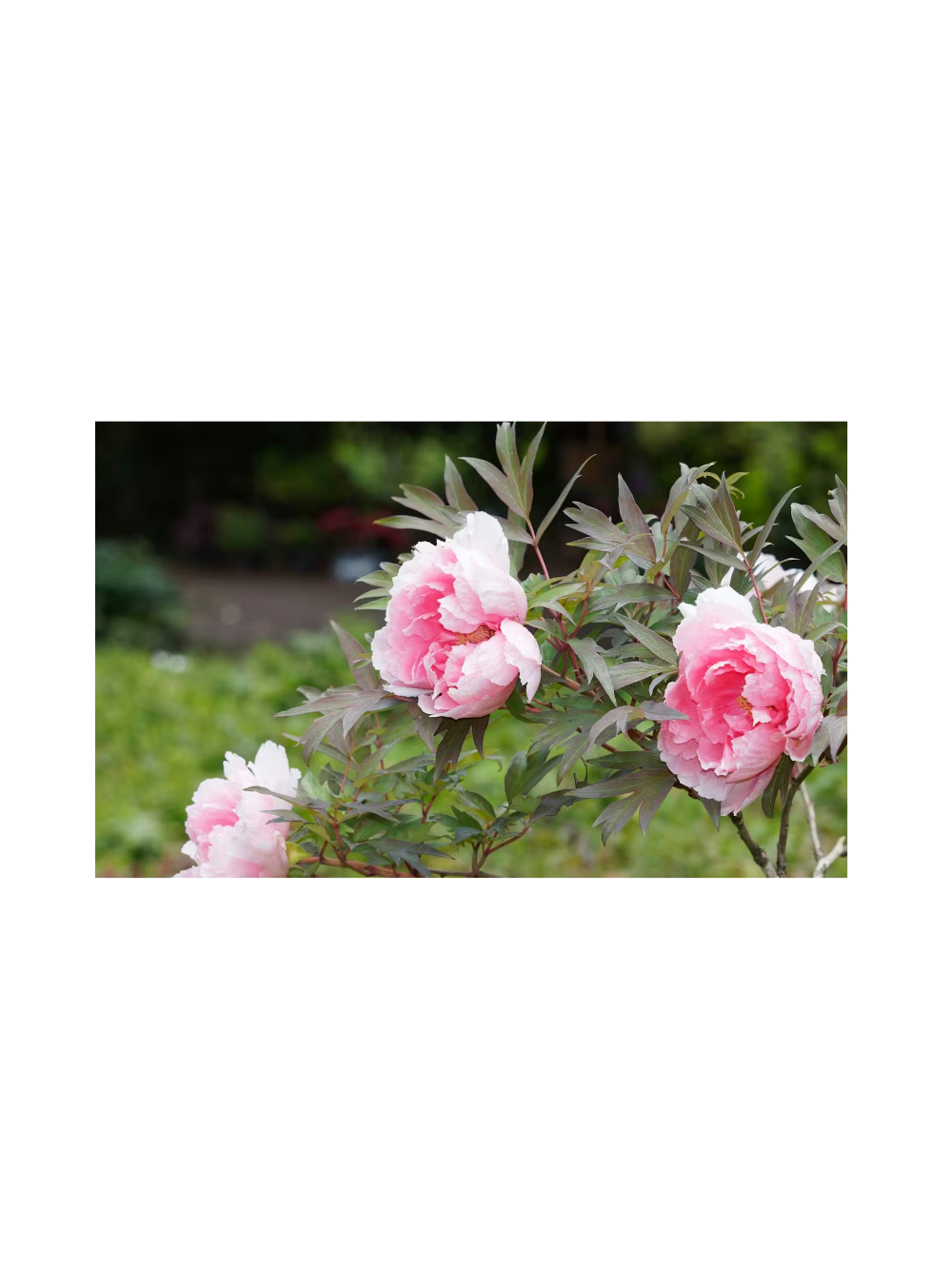 Piwonia drzewiasta - Paeonia suffruticosa 'Yin hong Qiao Dui'