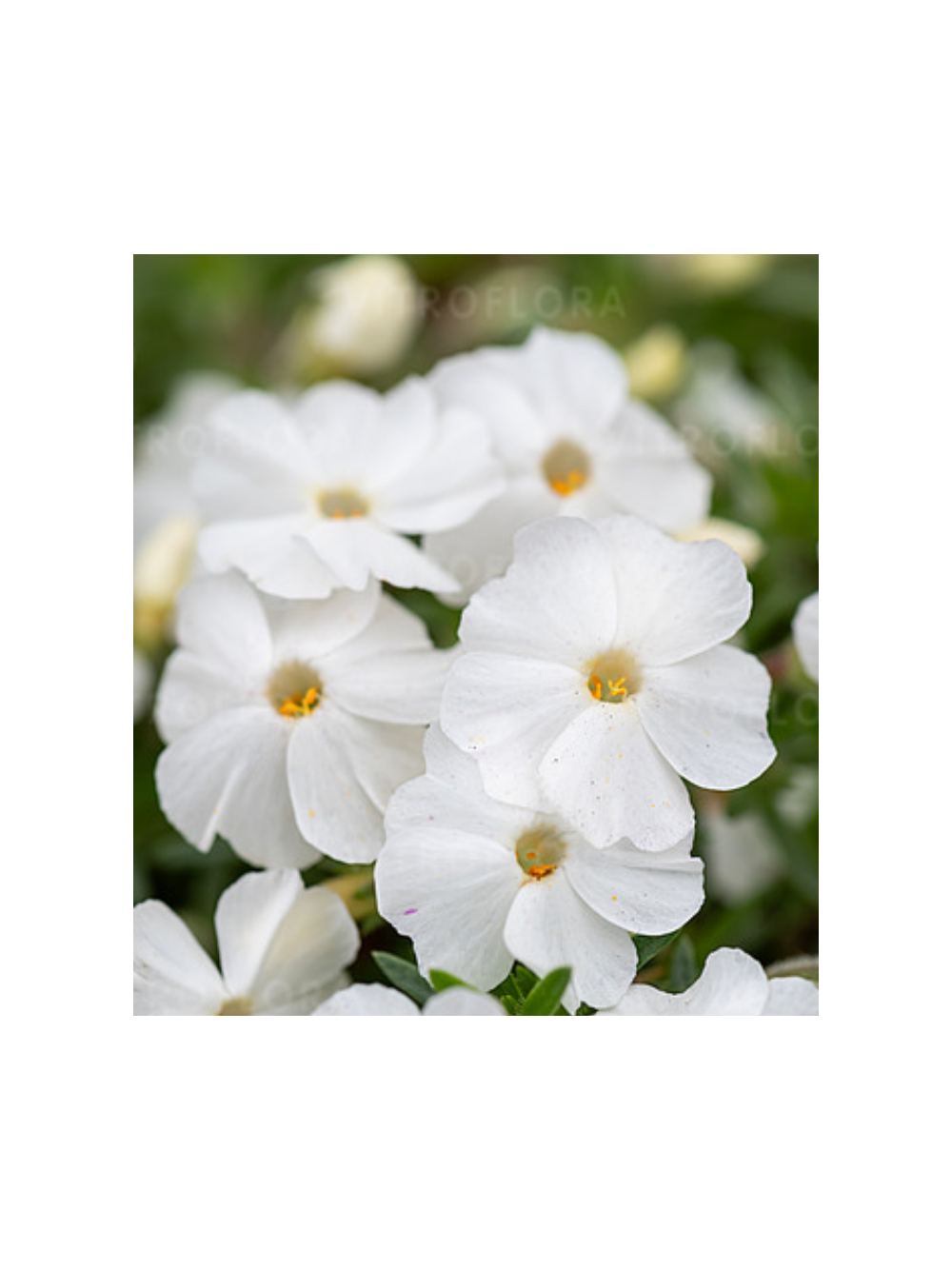 Floks Douglasa - Phlox douglasii 'White Admiral'