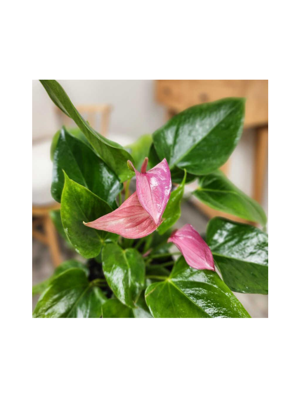 Anthurium różowe d12