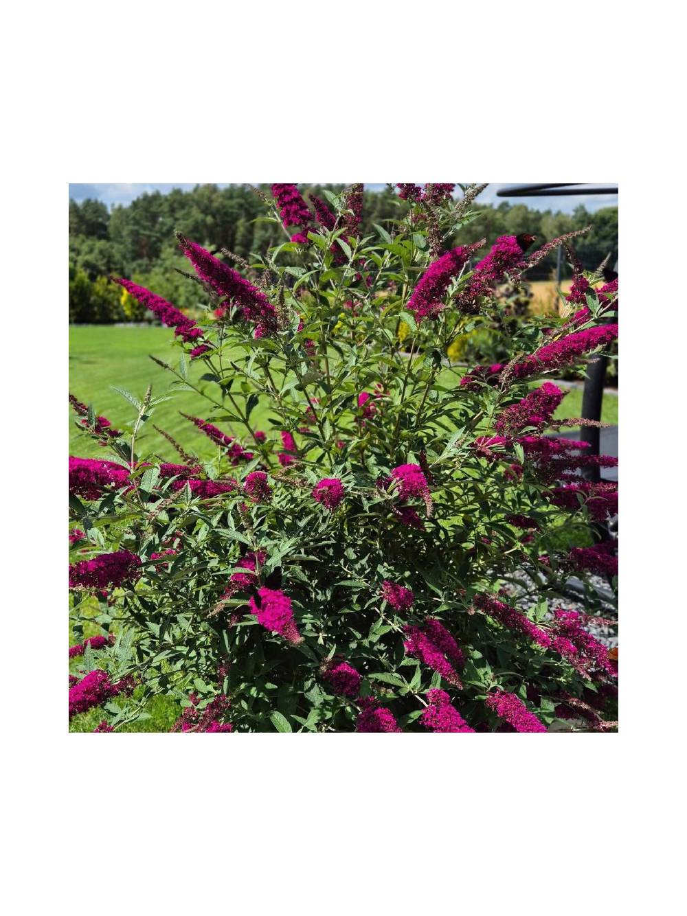 Budleja Dawida - Buddleja davidii 'Royal Red'