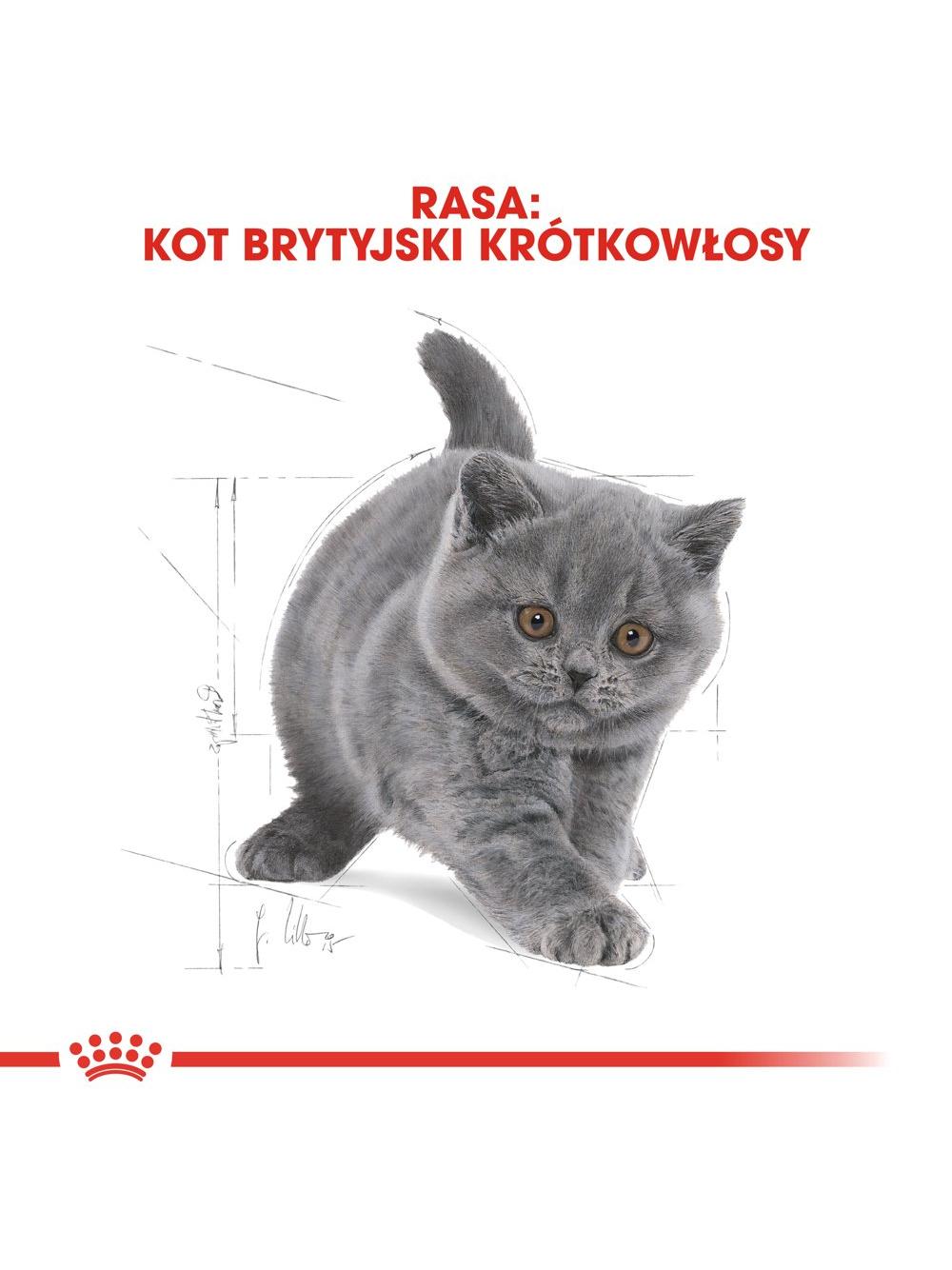 ROYAL CANIN British Shorthair Kitten 2kg karma sucha dla kociąt, do 12 miesiąca, rasy brytyjski krótkowłosy