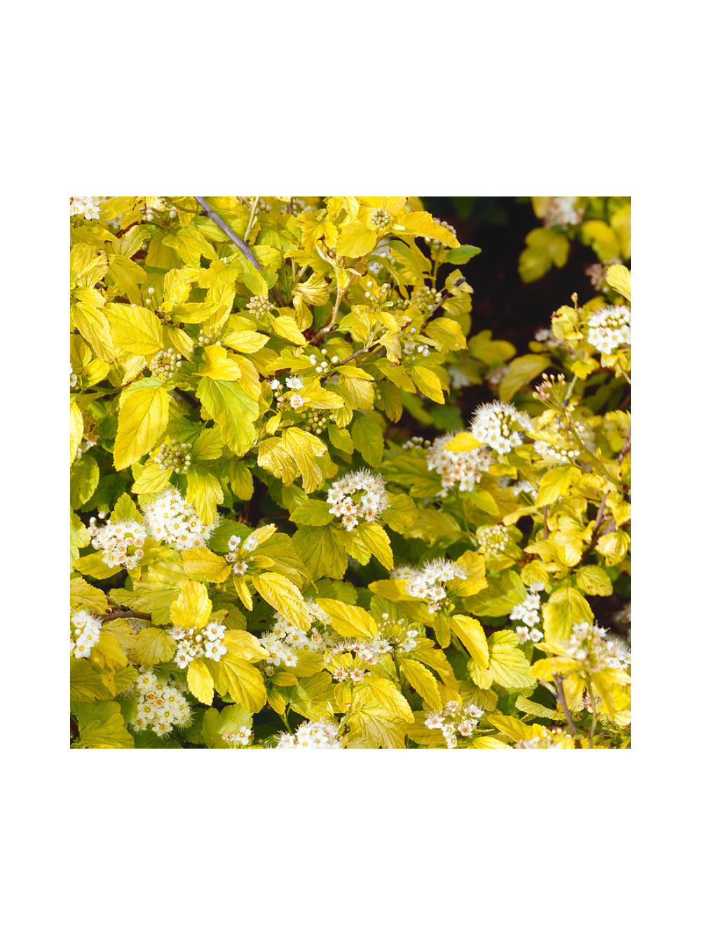Pęcherznica kalinolistna  - Physocarpus opulifolius 'Dart's Gold'