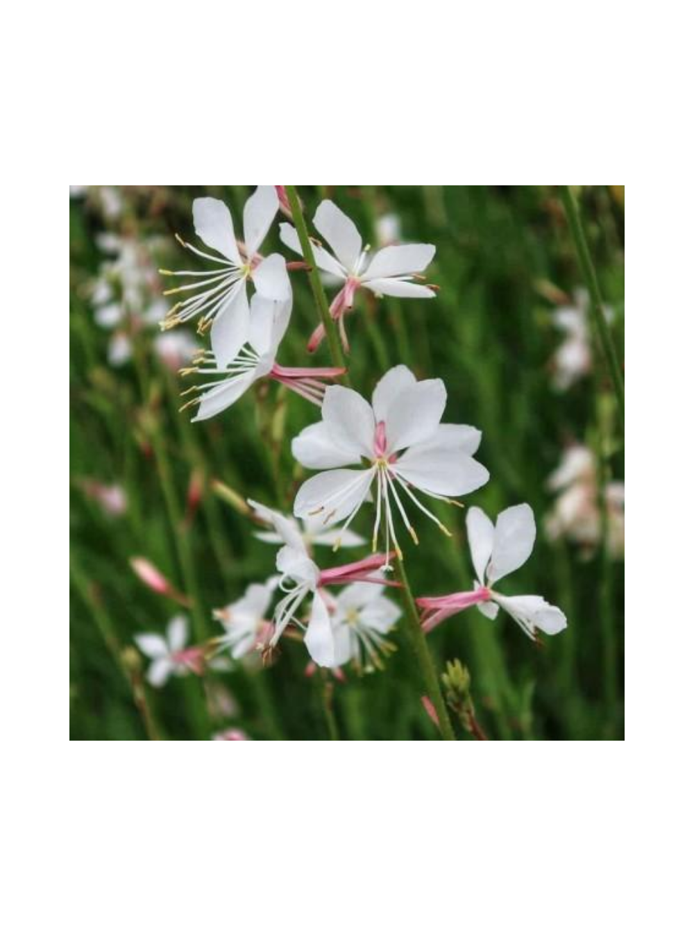 Gaura - Gaura lindheimeri