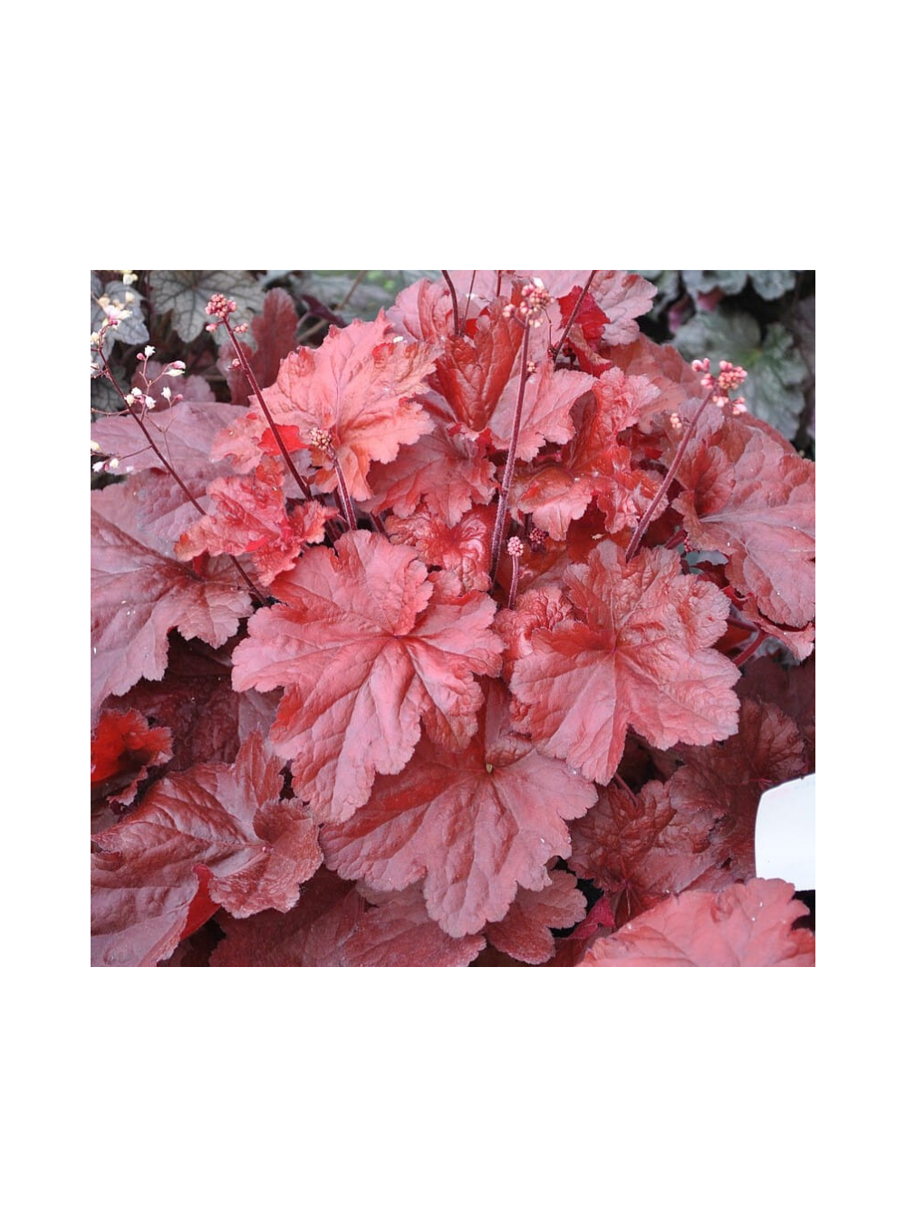 Żurawka - Heuchera 'Forever Red'