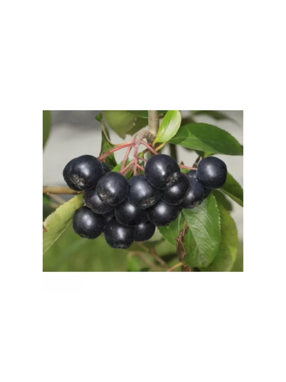 Aronia prunifolia 'Nero'