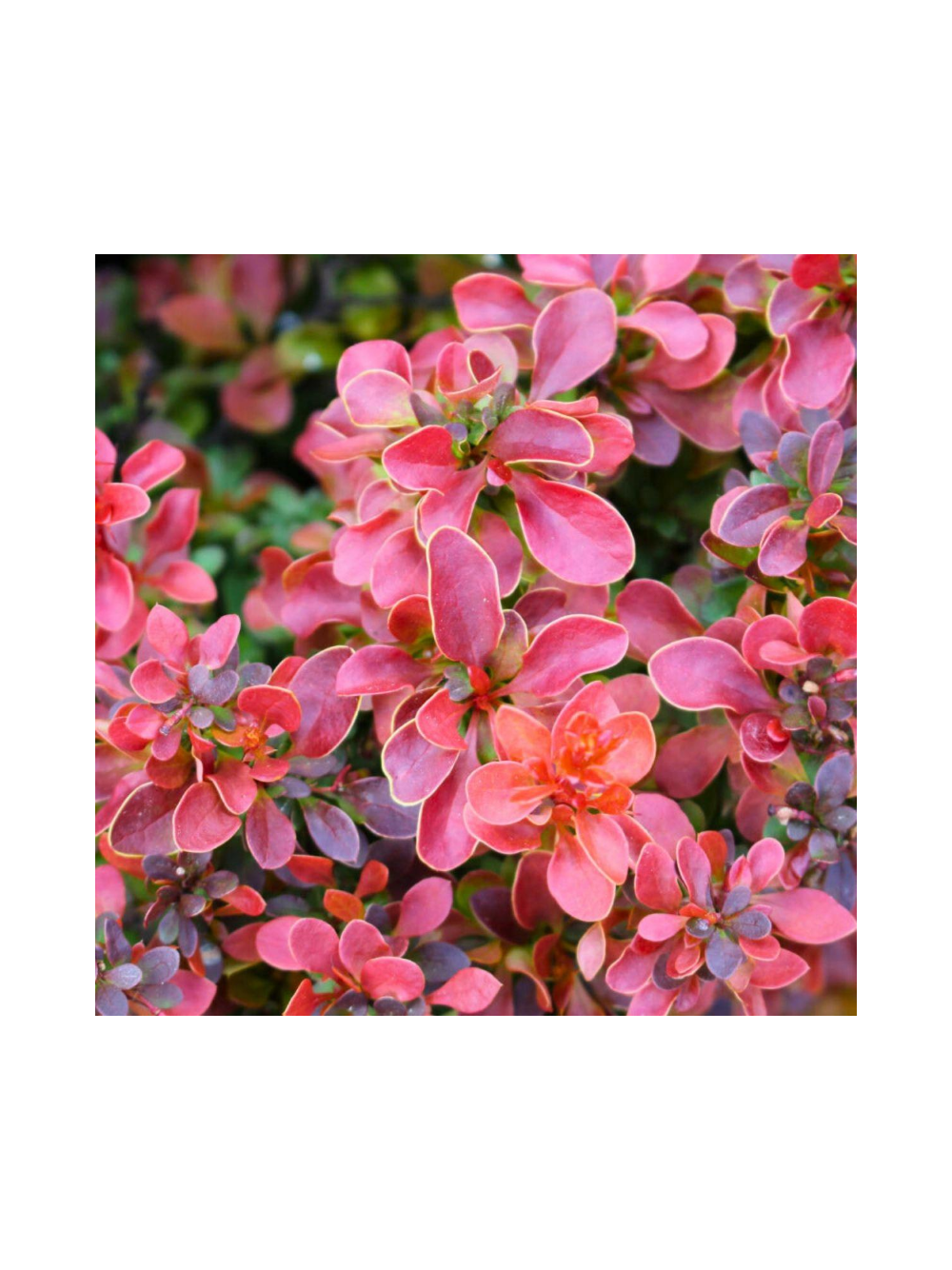 Berberys Thunberga - Berberis thunbergii 'Dariusz'(R)