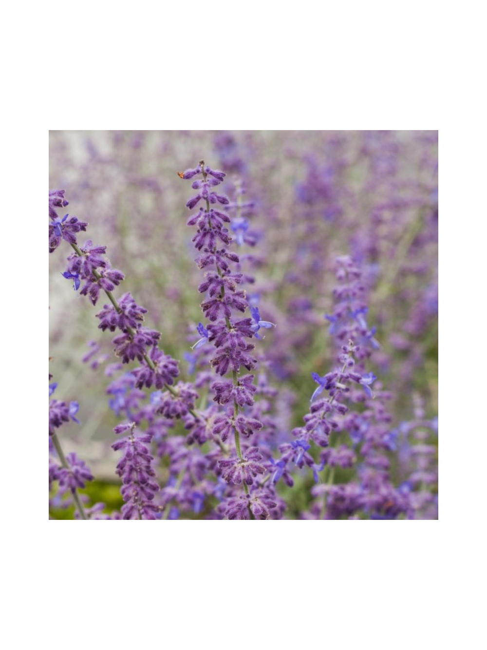 Perovskia atriplicifolia - Perowskia łobodolistna 'Russian Sage'