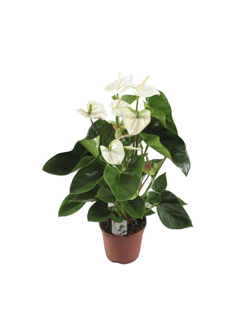 Anthurium białe d12