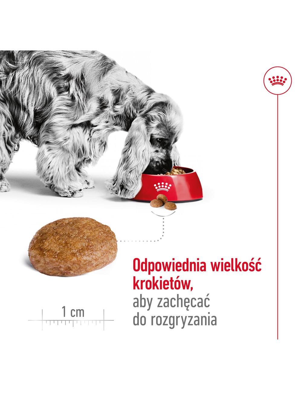 ROYAL CANIN Medium Adult 7+ karma sucha dla psów dojrzałych od 7. do 10. roku życia, ras średnich 15 kg