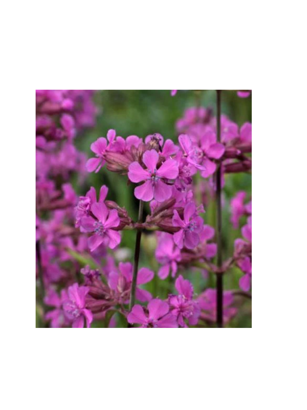 Firletka smółka - Lychnis viscaria 'Splendens'