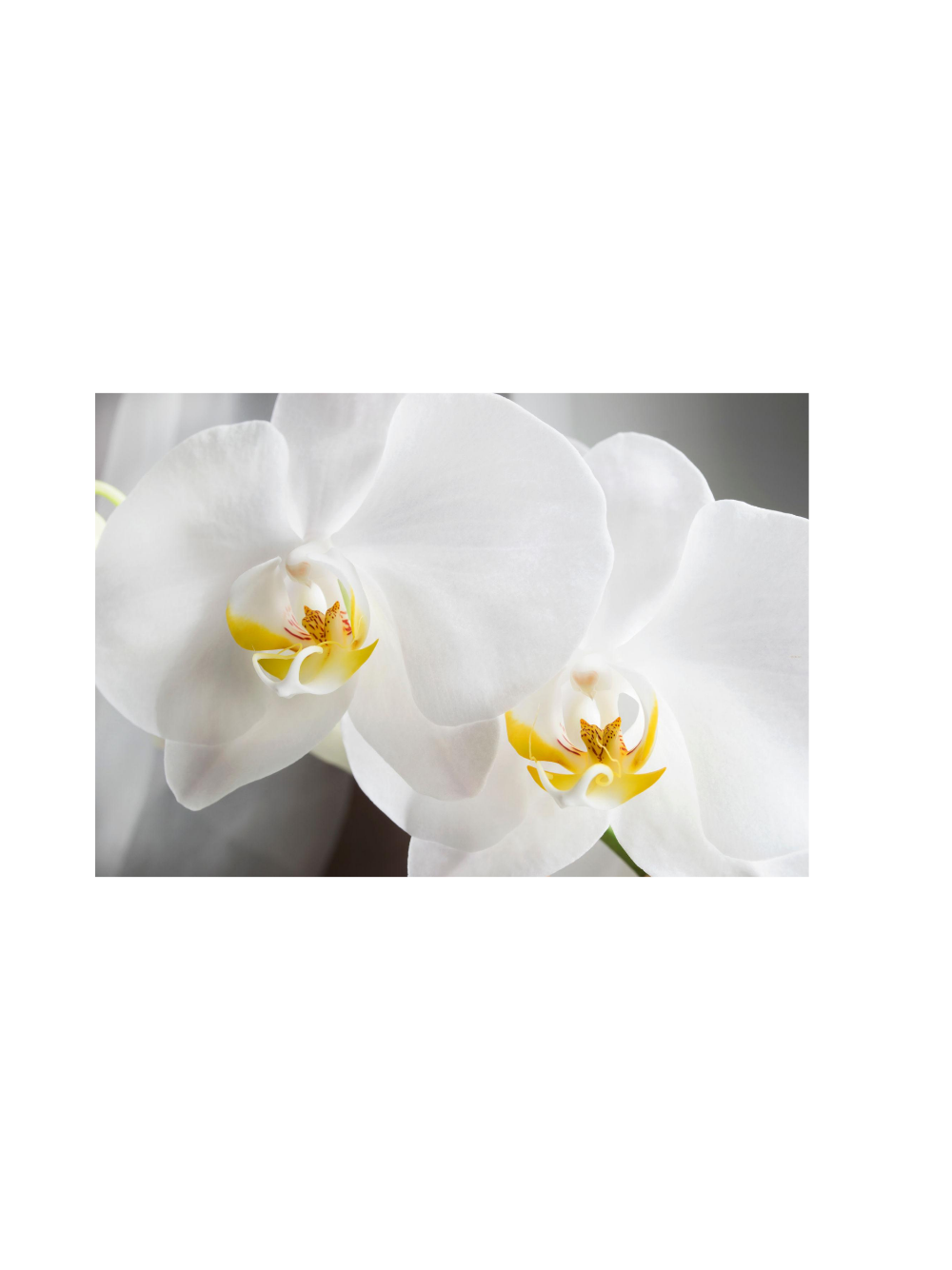 Storczyk Extra (Phalaenopsis) 3 pędy biały d12